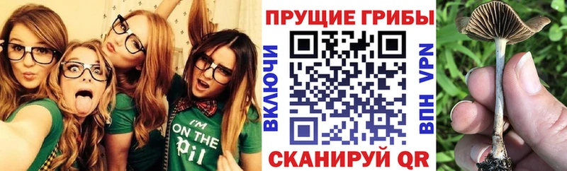 Псилоцибиновые грибы Cubensis  купить наркотик  Тосно 